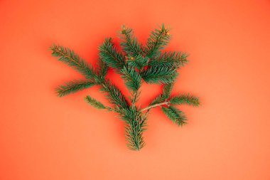 Yeni yıl, Noel geçmişi. Kırmızı arka planda yeşil bir Noel ağacının dalları. Üst görünüm