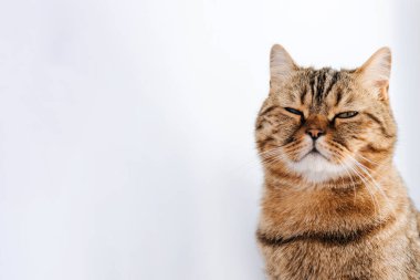 Beyaz arka planda sarı gözlü gri çizgili bir kedi uykuya daldı. Gölgeli evcil hayvan portresi, ön manzara