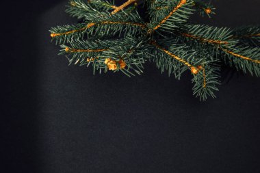 Yeni yıl, Noel geçmişi. Siyah arka planda yeşil bir Noel ağacının dalları. Üst görünüm