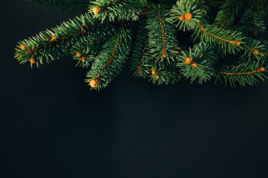 Yeni yıl, Noel geçmişi. Siyah arka planda yeşil bir Noel ağacının dalları. Üst görünüm