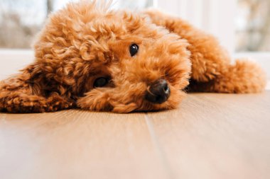 Büyük pencerenin yanında yerde yatan küçük bir zencefilli kaniş. Ön görünüm