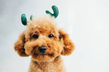 Açık arkaplanda yeşil geyik boynuzları takan küçük bir kaniş köpeği. Evcil hayvan portresi. Noel tebrik kartı, ön manzara.