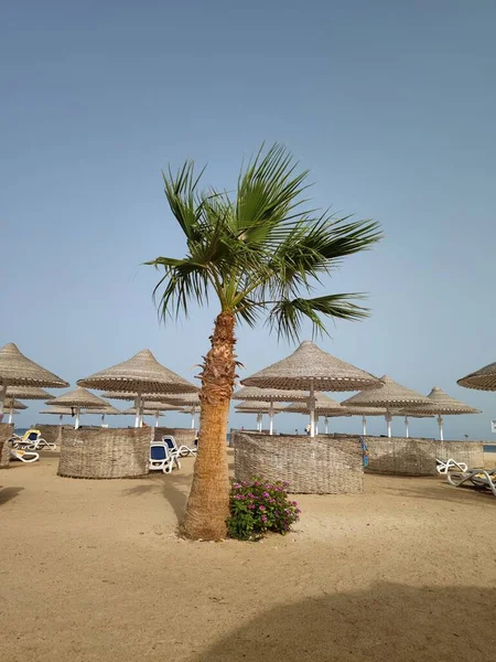 Palm Trees Background Blue Sky — Stock Photo, Image