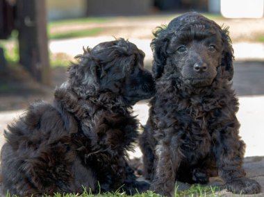 Siyah köpek yavrusu, çok şirin, namluya odaklanmış, doğrudan kameraya bakıyor.