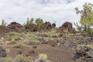 Ay Kraterleri Ulusal Anıtı 'ndaki çalılar ve çam ağaçlarıyla tipik bir manzara.