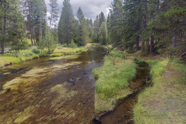 Eski Sadık 'ın yanındaki Firehole Nehri kıyısındaki orman.