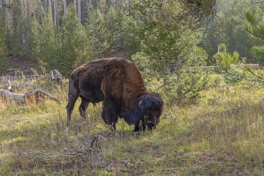 Bison, Yellowstone Ulusal Parkı 'ndaki Midway Gayzer Havzası' nın yanında otluyor. Bizona odaklan.