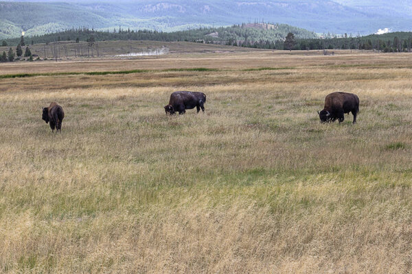 Three buffalos grazing near the parking of Mary Mountain Nez Perce in Yellowstone National Park