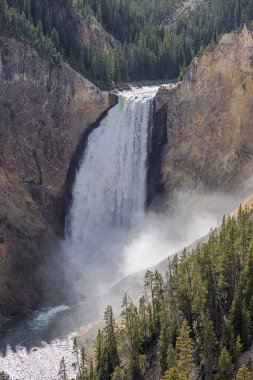 Yellowstone Ulusal Parkı 'ndaki Lower Yellowstone Şelalesi' nin yakınında.
