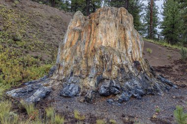 Büyük kütüğün dibinde Florissant Fosil Yatakları Ulusal Anıtı 'nda taşlaşmış büyük bir kızılağaç var.