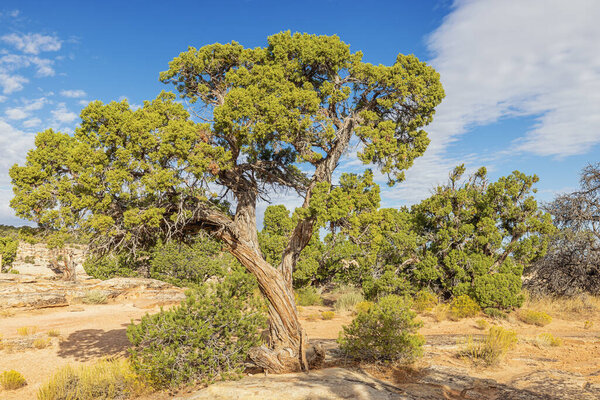 Utah juniper trees at Cold Shivers Point in the Colorado National Monument