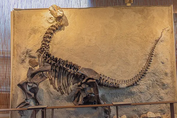 Display of the fossilized Camarasaurus at the Quarry Exhibit Hall in the Dinosaur National Monument in Jensen, UT
