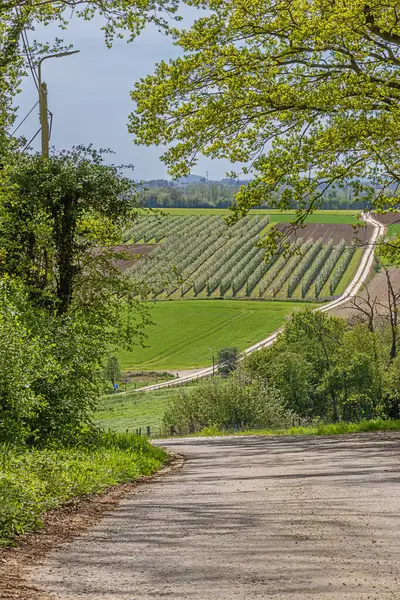 stock image Rolling hill with a pear orchard, near the Liege area, famous for its syrup