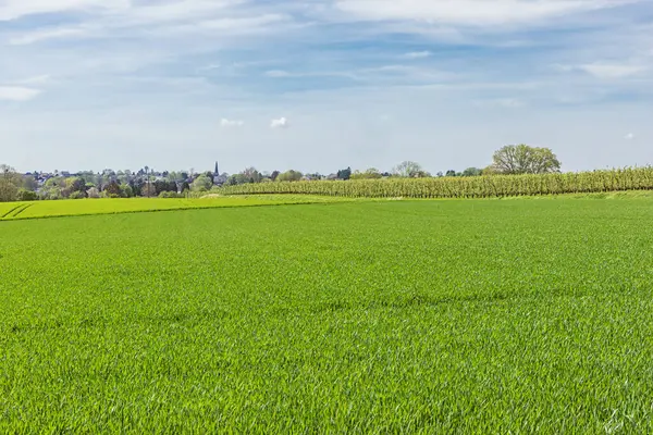 stock image Freshly seeded fields with a pear orchard, near the Liege area, famous for its syrup