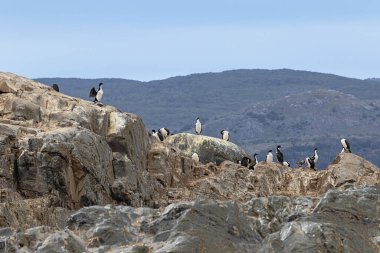 Ushuaia Limanı 'nın hemen dışındaki Beagle Kanalı' ndaki Eclaireurs Adalarından birinde bir kaya sevişme kolonisine yakın.