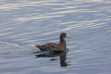 Southern giant petrel swimming near the Eclaireurs Islands just outside the harbor of Ushuaia. Selective focus on the bird clipart