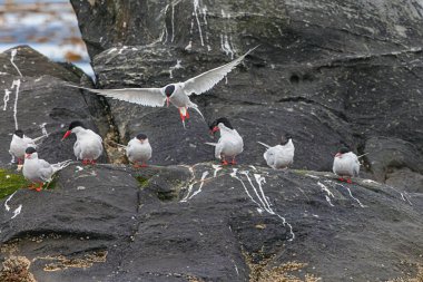 Güney Amerikalı deniz kırlangıçları Beagle Kanalı 'ndaki Eclaireurs Adalarından birinin kayasında oturuyorlar, Ushuaia limanının hemen dışında. Hayvanlara odaklan.
