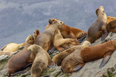Ushuaia limanının hemen dışındaki Beagle Kanalı 'ndaki Eclaireurs Adalarından birinde genç deniz aslanları grubu. Hayvanlara odaklan.