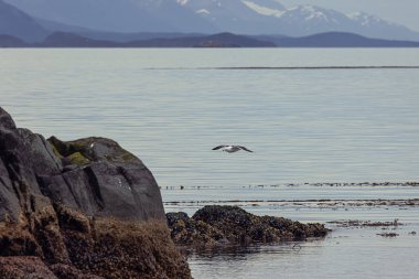 Yunus martı Ushuaia limanının hemen dışındaki Beagle Kanalı 'ndaki Eclaireurs Adalarından birinin kayaları boyunca süzülüyor. Hayvanlara odaklan.