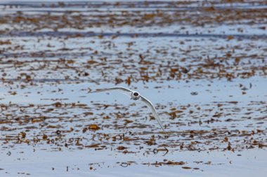 Güney Amerika deniz feneri Ushuaia limanının hemen dışındaki Beagle Kanalı 'nda kameraya doğru uçuyor. Kuşa odaklan.