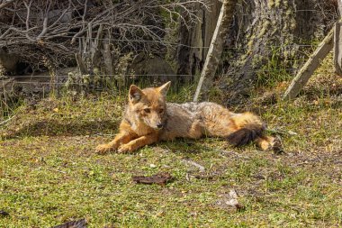 Culpeo, Ushuaia civarındaki Beagle Kanalı 'nın yanında, Ensenada Körfezi yakınlarında bir çitin yanında dinleniyor.