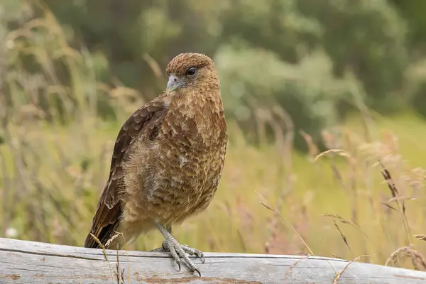 stock image Close up of a chimango caracara sitting on a fence near Ensenada Bay, a side arm of the Beagfe Channel in the vicinity of Ushuaia. Selective focus on the bird