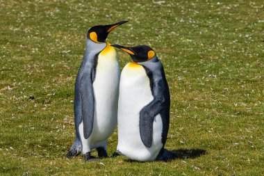 Gönüllü Noktası 'ndaki pinguin kolonisinde yan yana duran bir çift kral penguen. Kuşlara odaklan.