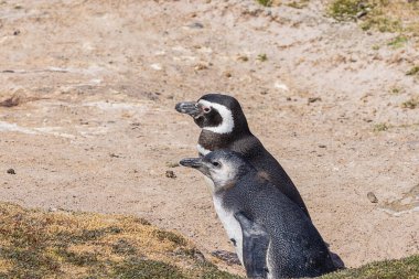 Two gentoo penguins walking on the beach near  Volunteer Point. Selective focus on the birds clipart