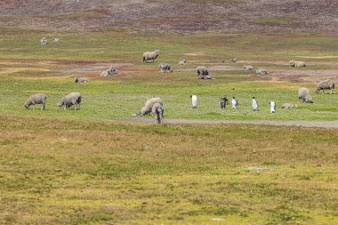 Kral penguenler ve koyunlar Gönüllü Nokta 'da birlikte yaşıyorlar. Hayvanlara odaklan.