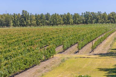 Montevideo 'nun kuzeyindeki Canelones civarındaki yemyeşil bir üzüm bağının genel görünümü