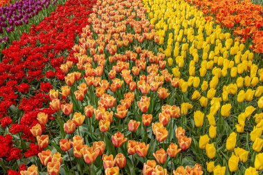 Siyah, kırmızı, gül, sarı ve turuncu laleler parlak renklerini gölgeli bir yerde gösteriyor.