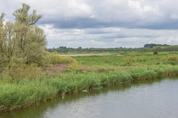 stock image Islands with grassland and reed in the Biesbosch National Park