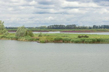 Otlaklı ıssız adalar ve Biesbosch Ulusal Parkı 'nda sazlıklar.