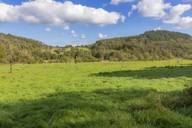 Ormanlar ve çayırlar sıcak bir sonbahar güneşi altında Marche-en-Famenne yakınlarındaki kayan tepelerde, tarım ve ormancılıkla bilinen bir bölgede.