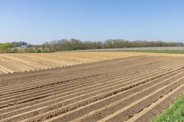 Maastricht yakınlarındaki Meuse Vadisi 'nin yukarısındaki bir tepede tarla ve çiçek açan bir meyve bahçesi.