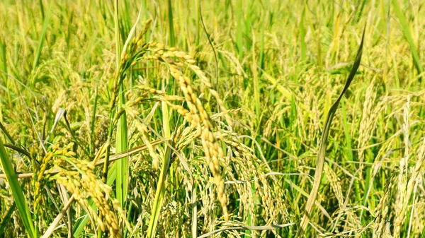 Bangladeş 'teki pirinç tarlalarından önce pirinç tanelerinin yeşil ve sarı kulakları.