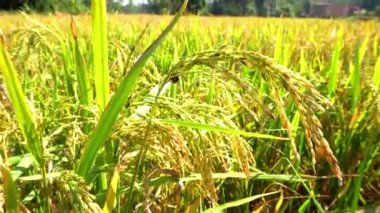 Bangladeş 'teki pirinç tarlalarından önce pirinç tanelerinin yeşil ve sarı kulakları.