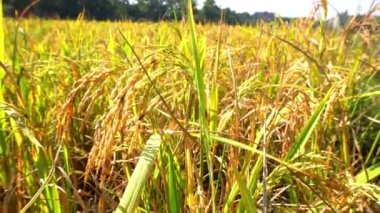 Bangladeş 'teki pirinç tarlalarından önce pirinç tanelerinin yeşil ve sarı kulakları.