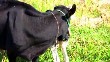 Buzağısını emziren sağlıklı siyah bir ineğin yakın çekimi. Şirin inek yavrusu annesinden süt emiyor. Dana sütlü inek içiyor anne..