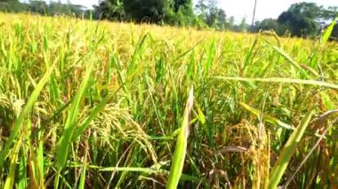 Bangladeş 'teki pirinç tarlalarından önce pirinç tanelerinin yeşil ve sarı kulakları.