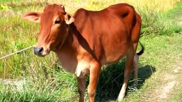 Retrato Saludable Hermosa Vaca Marrón Roja Sobre Fondo Campo Verde — Vídeos de Stock