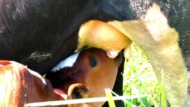 Крупный План Здоровой Красивой Черной Коровы Ухаживающей Своим Теленком Милый — стоковое видео