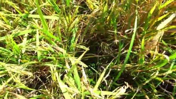 Gröna Och Gula Axen Riskorn Före Skörd Risfält Bangladesh — Stockvideo