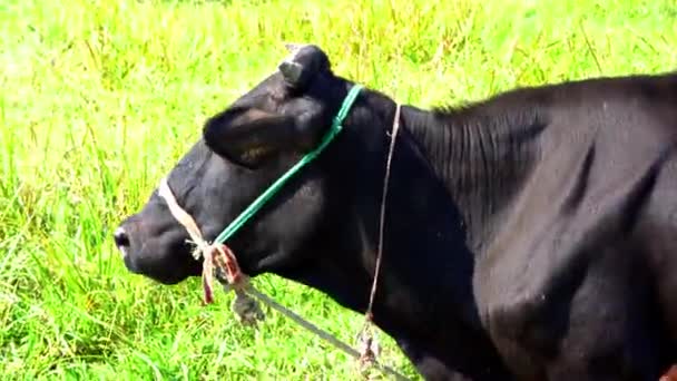 Portrét Zdravé Krásné Černošky Krávy Pole Farmě Během Léta Vypadající — Stock video