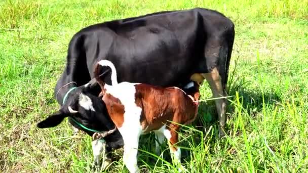 Κοντινό Πλάνο Μιας Υγιούς Όμορφης Μαύρης Αγελάδας Που Φροντίζει Μοσχάρι — Αρχείο Βίντεο