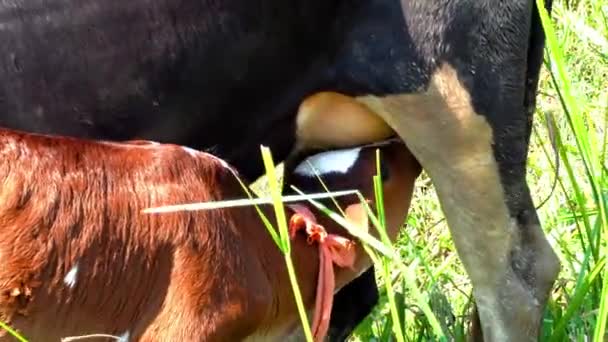 Gros Plan Une Belle Vache Noire Bonne Santé Qui Allaite — Video