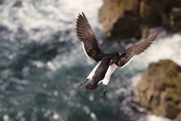 This dynamic photograph captures a Razorbills sheer elegance and freedom in full flight over the Isle of May. With its wings stretched wide, the bird is seen from behind, offering a unique