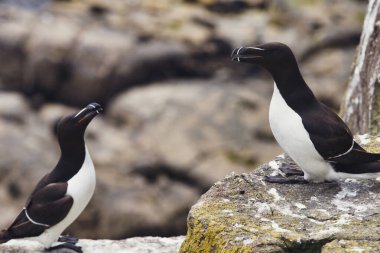 Bu hassas fotoğraf iki Razorbill 'i yakalar, bakışları dokunaklı bir tanıma anına kilitlenmiştir, ya da belki iletişim. Sıraya dizilince, her biri diğerine ayna görüntüsü olarak hizmet eder.