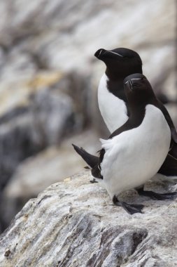 Tüylü Dostlar: Razorbills Arasındaki Yumuşak Bir An. Bu dokunaklı fotoğraf iki Razorbills 'i bir anda sergiliyor, biri başını nazikçe diğer omzuna yaslıyor. Şey...