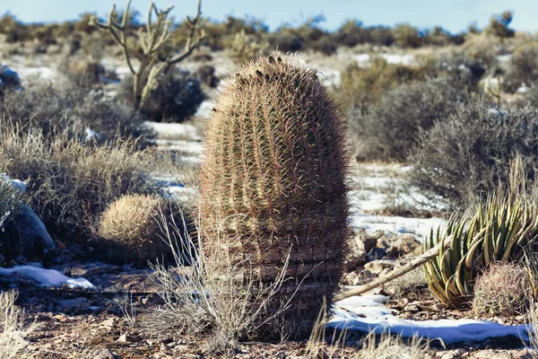Unveil Rugged Elegance Desert Captivating Photograph Featuring Barrel Cactus Thriving — Stock Photo, Image